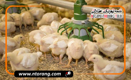 تولید گوشت مرغ در قم ۲۵ درصد افزایش یافت